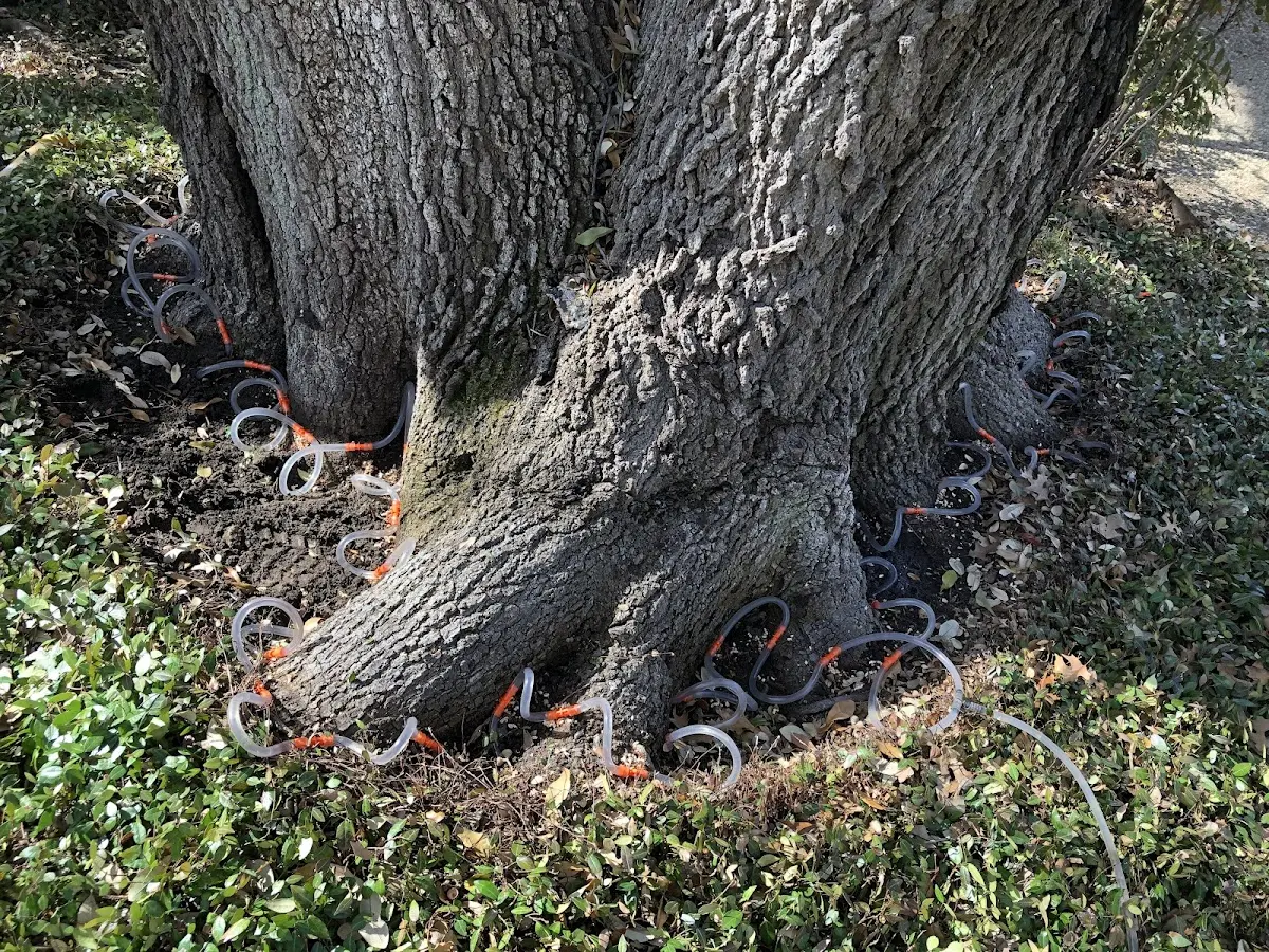 Detailed Tree Cabling and Bracing job site in Indian Lake Estates