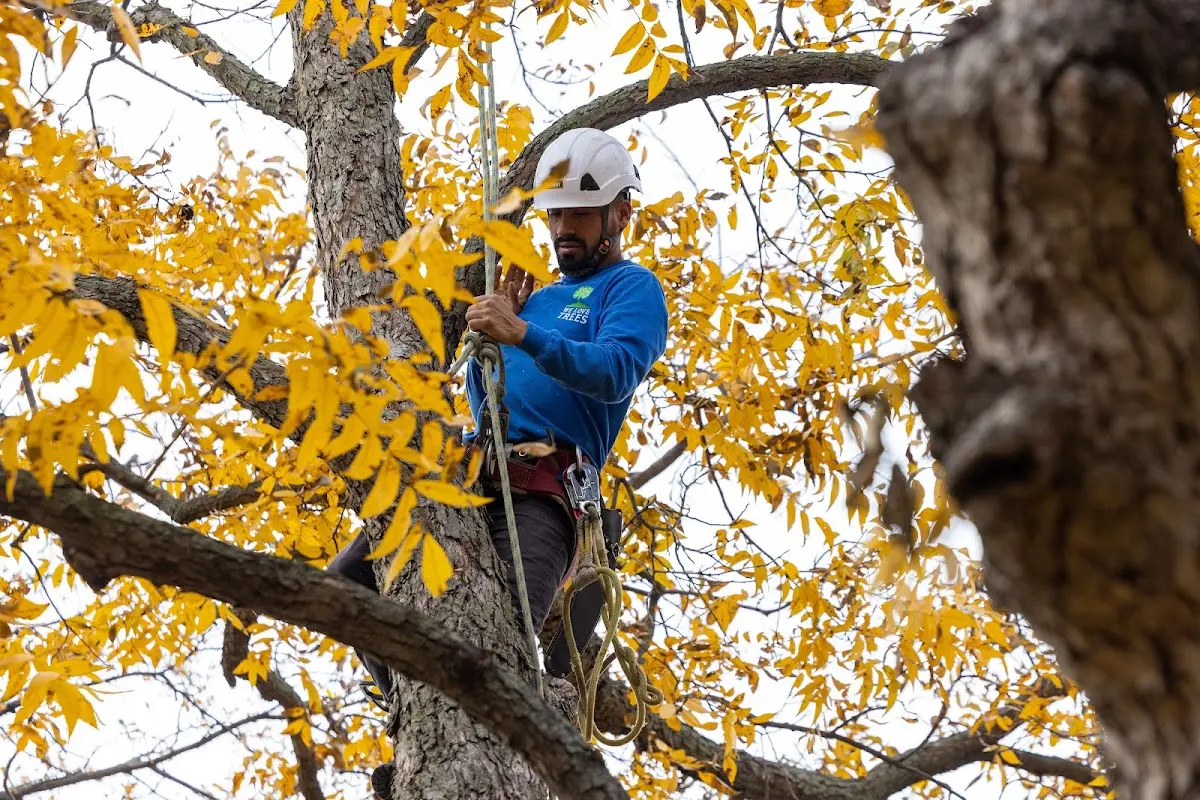 Skilled Tree Pruning crew working in Indian Lake Estates